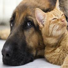 600W الصفحة الرئيسية Ues بالقرب من الأشعة تحت الحمراء LED جهاز العلاج من سبائك الألومنيوم 4